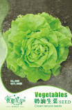 Original Pack, 120 Seeds / Pack, Cream Lettuce Seeds Butter Head Little Gem Organic Natural Vegetable Seed #A00291