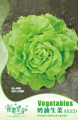 Original Pack, 120 Seeds / Pack, Cream Lettuce Seeds Butter Head Little Gem Organic Natural Vegetable Seed #A00291