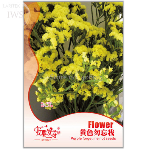 Yellow  Forget Me Not  Flower Seeds, Original Pack, 35 seeds, pot flowers home garden bonsai flower seeds  IWSA195