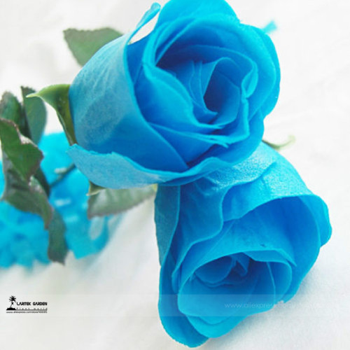 1 Professional Pack, 50 seeds / pack, New Rosen Samen Blue Rose Seeds Gothic Gardenin #A00201
