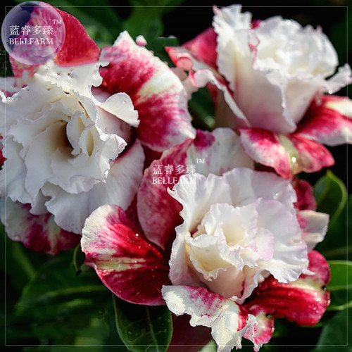 BELLFARM Adenium Milky Cream White and Deep Red Flower Bonsai *Seeds, 50pcs/pack, 5-layer petals desert rose QC039M