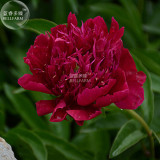 BELLFARM Peony Deep Red Petals Long Hairy Centre Flower Seeds, 5 seeds, professional pack, 2-layer outer petals big blooms