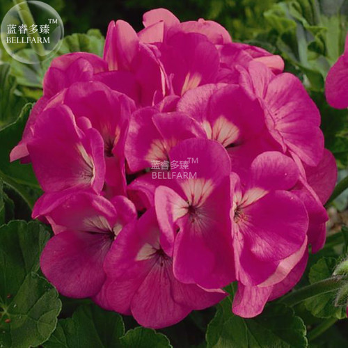 BELLFARM Geranium Large Heads of Bright Pink Flowers with Light Eyes Flower Seeds, 10 seeds, home garden big blooms