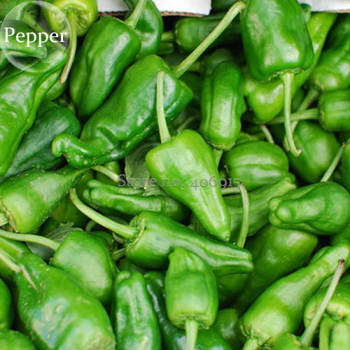Famous Spanish Heirloom Padron Pepper. 10 seeds, hot chilli vegetables E3920