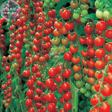 BELLFARM C Rare Dolce Vita Organic Tomato Seeds, Professional Pack, 100 Seeds / Pack, Tasty Beautiful Tomato E3155
