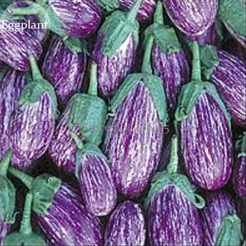 Listada De Grandia Purple White Eggplant Vegetables, 100 Seeds, heirloom organic plants E3858
