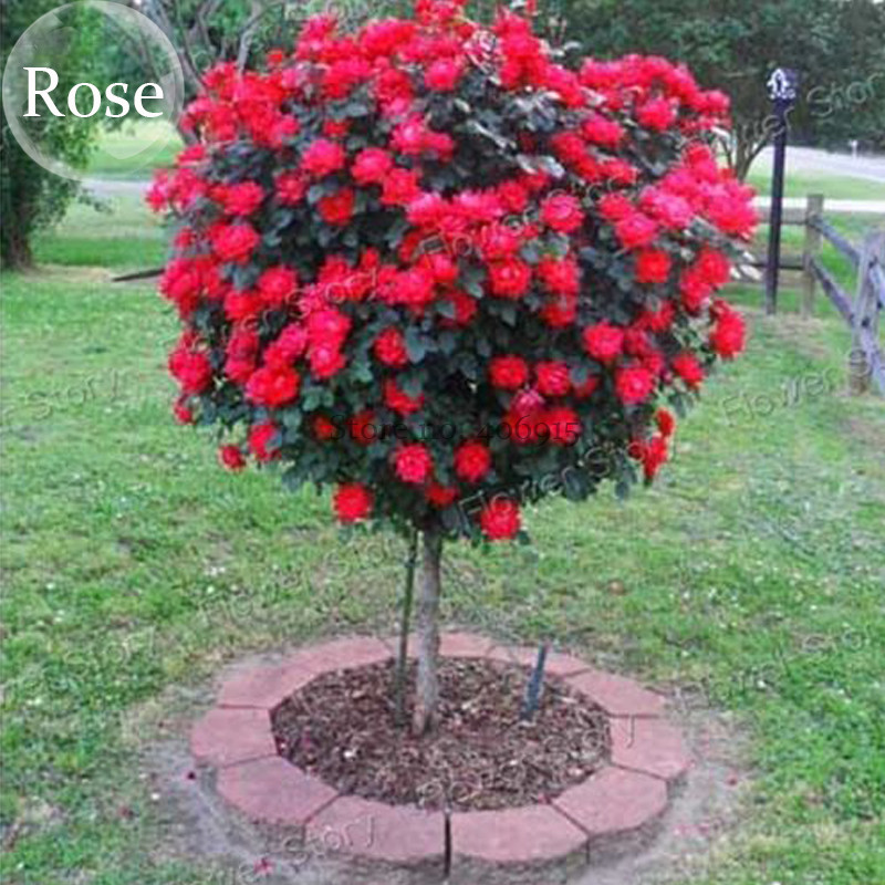 US 0.72 Heirloom Big Blooming Fresh Red Rose Tree for Landscape, 50
