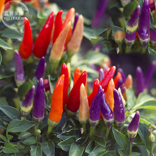 Hot Colorful Chili - Varied life Seeds, professional pack, 20 Seeds, heirloom organic ornamental pepper TS305T