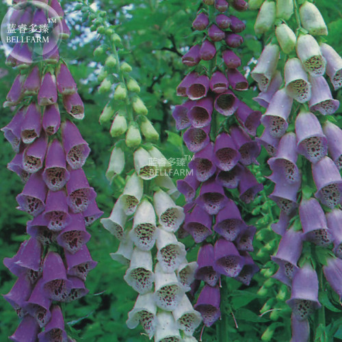 BELLFARM Digitalis Foxglove Excelsior Hybrids Seeds, 100 seeds, biennial beautiful home garden flowers E4325I