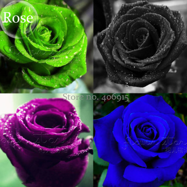 Mixed 4 Types of Blue Red Purple Green Rainbow Garden Rose Plants Flowers, 50 Seeds, new long blooming flowers E3666
