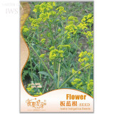 Radix Seeds Herbs Isatis Tinctoria Seeds, Original Pack, 45 seeds, high medicinal value cold-resistant woad seeds IWSE001
