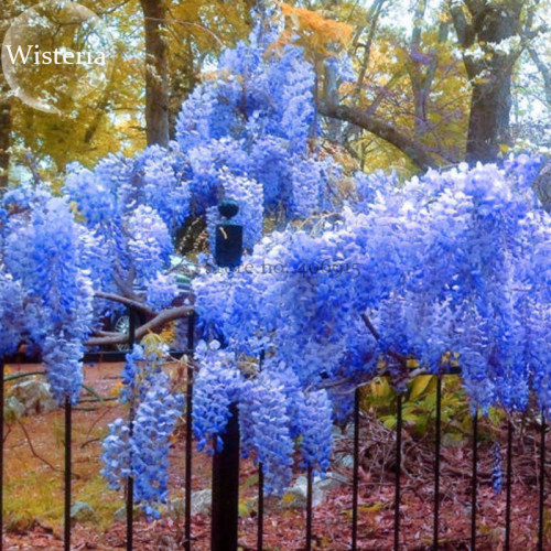Heirloom Blue Yard Chinese Wisteria Climbing Plants, 5 seeds, purple floribunda wisteria vine  E3822