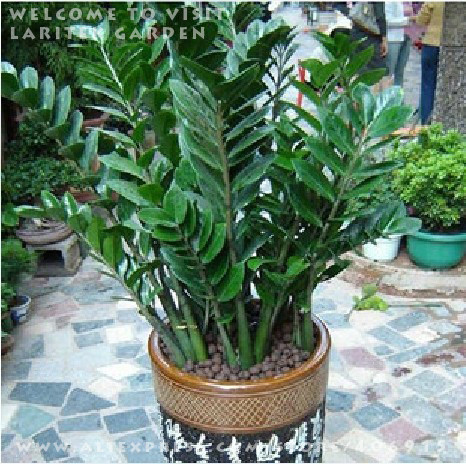 1 HERMETIC PACK 50 SEEDS ZAMIOCULCAS ZAMIIFOLIA MONEY TREE * THE SEEDS LIKE MONEY  COIN PLUS MYSTERIOUS GIFT