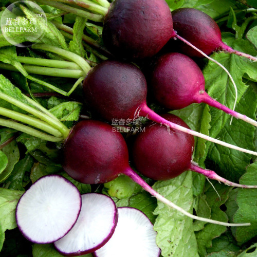 BELLFARM Radish Violet Round Vegetable Seeds, 150 seeds, organic dark red vegetables