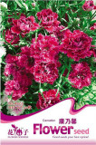 1 Original Pack, 30 seeds / pack, Red Carnation Flower Dianthus Caryophyllus Herbs #A003