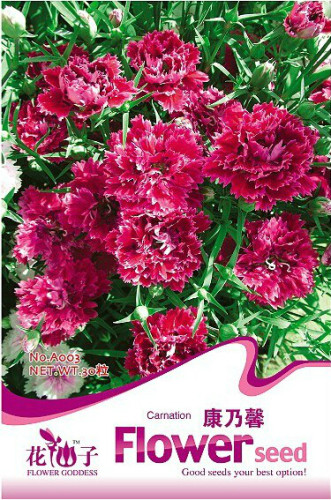 1 Original Pack, 30 seeds / pack, Red Carnation Flower Dianthus Caryophyllus Herbs #A003
