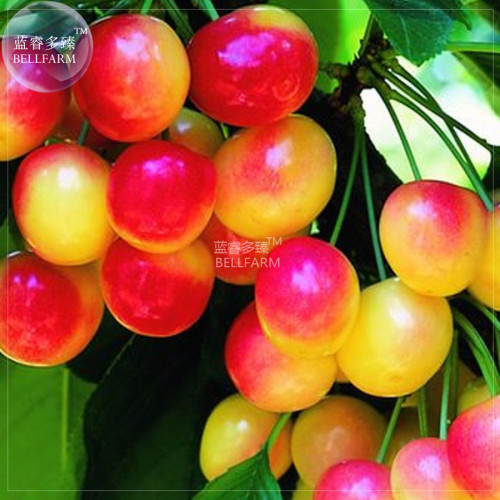 BELLFARM Rainier Cherry Stratified Tree Seeds, 20 Seeds, professional pack, red yellow sweet fruits