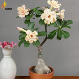 Heirloom 'Ge Linhua' Desert Rose Yellow Adenium Bonsai, 2 Seeds, Rare Bonsai Flowers E3533