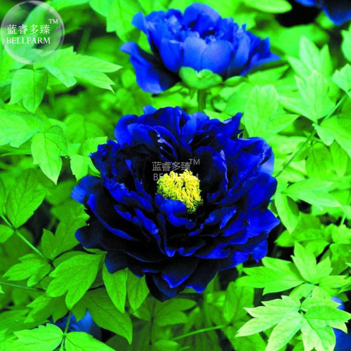 BELLFARM Blue Peony Seeds, 5 Seeds, rare ornamental new dark blue big blooms peony flowers strong fragrant E3607