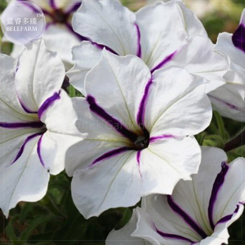 White Purple Petunia Seeds, 200 Seeds, Professional Pack, annual crazy sailing white petals with purple stripe E4037