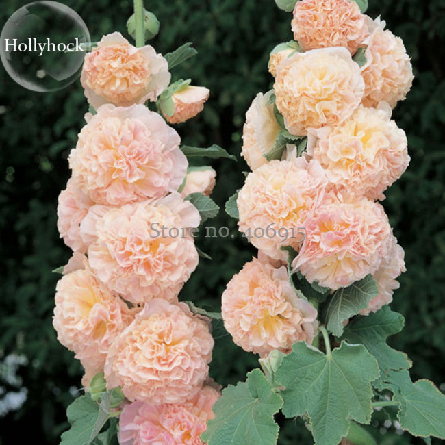 Rare Beautiful Althaea Rosea Pink Hollyhock Compact Flowers, 20 Seeds, fragrant dazzling flowers light up garden E3714