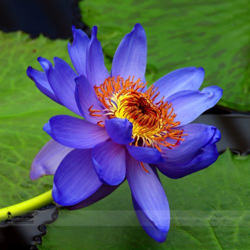 1 Professional Pack, 1 seed / pack, Light Red Blue Lotus Nelumbo Nucifera Pond Fresh Plant Seed #A00216