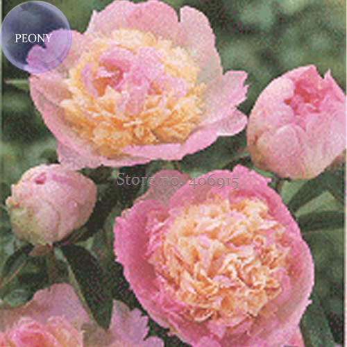 'Raspberry Sundae' Peony Tree, 5 Seeds, light-pink-to-white outer petals with a cluster of ruffled, raspberry-pink center petals