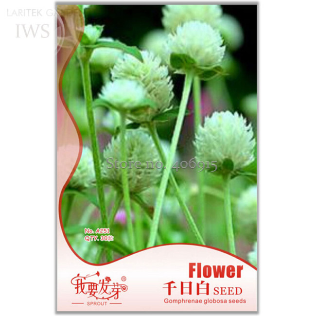 White Flower Gomphrena Globosa Seeds Bonsai, 30 seeds, long flowering ornamental plants IWSA251