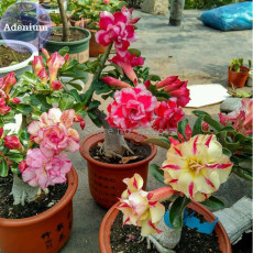 BELLFARM Mixed 2 types of Adenium Desert Rose, 2 Seeds, yellow red one and pink red one E3980