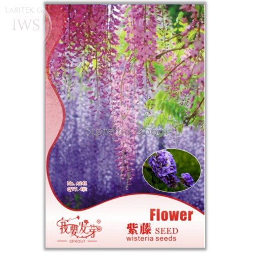 Mixed wisteria seeds bonsai wisteria flower, Original Pack, 4 seeds, light up your garden  IWSA241