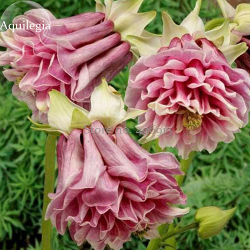 Heirloom Rare Beautiful Purely Pink Aquilegia Columbine Flowers, 50 Seeds, attractive butterfly light up your garden E3640