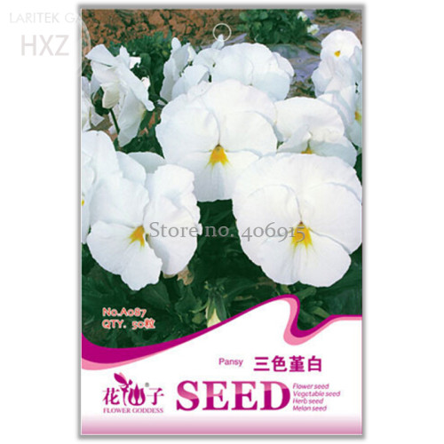 White Herb Pansy Flower Seeds,Original Pack, 50 seeds, beautiful flower light up your garden A087