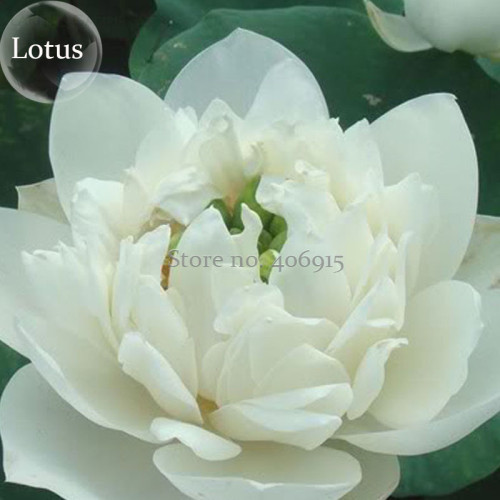 Nelumbo nucifera Woo-wall Lotus White Big Blooming Flower, 5 seeds, aquatic plant long flowering time E3880