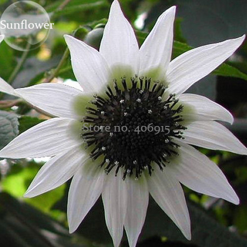 Extremely Rare Small White Sunflower with little eyes, 15 Seeds, new bonsai sunflowers E3673