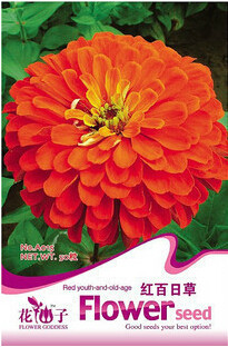 1 Original Pack, 50 seeds / pack, Red Zinnia Elegans Common Zinnia Youth-and-Old-Age #A014