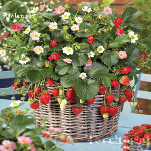 Italian Alpine Strawberry, 100 Seeds, bonsai white red pink flowers big fruits tasty edible berry E3952