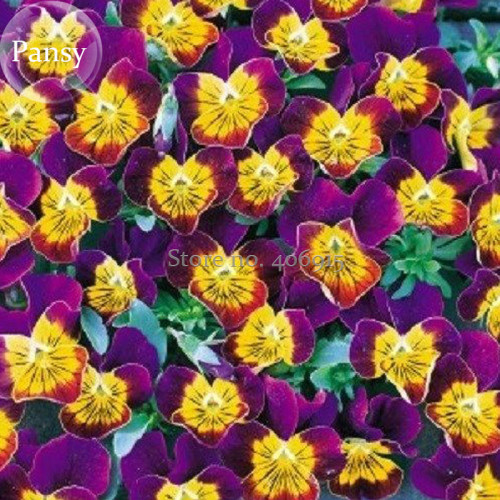 Rare Yellow Purple Pansy Flowers, 20 Seeds, handy garden bonsai plants E3698