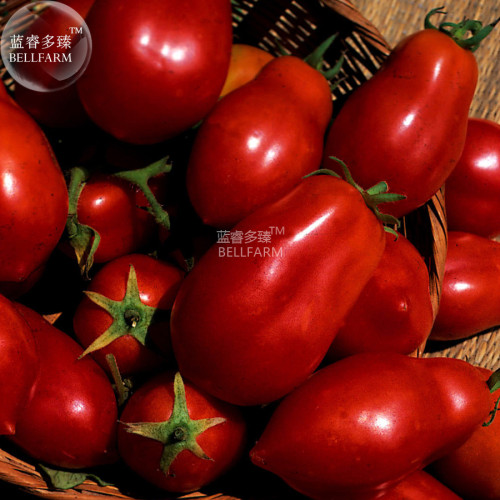 BELLFARM Tomato 'San-Marzano' Vegetable Seeds, 1000 seeds, professional pack, dark red organic heirloom fruits