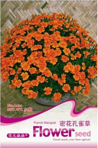 1 Original Pack, 50 seeds / pack,  Bonsai French Marigold Tagetes Patula Annual Flower Seeds #A021