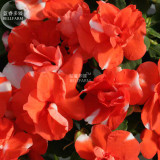 BELLFARM Impatiens Orange Flash Garden Balsam Flower Seeds, 20 Seeds, orange and white bicolor semi-double rosebud blooms