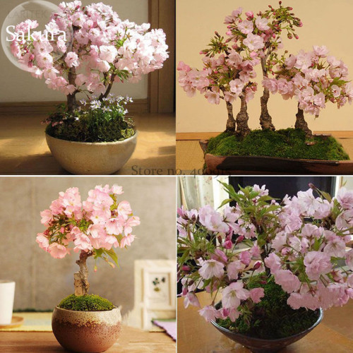 Bonsai Organic Ornamental Oriental Cherry Blossoms Sakura, 20 seeds, perennial big blooming fragrant flowers E3765