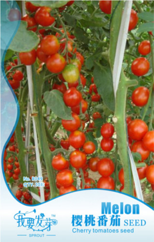 Very Sweet Red Cherry Tomato 'Hong Gu Niang' Organic Seeds, Original Pack, 10 Seeds / Pack, Tasty Juicy Fruit E3051