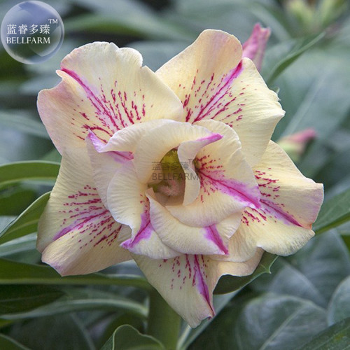 BELLFARM 'Yellow Fragrance' Adenium Desert Rose Seeds, Professional Pack, 2 Seeds, Yellow Flowers with Purple Stripes E3495