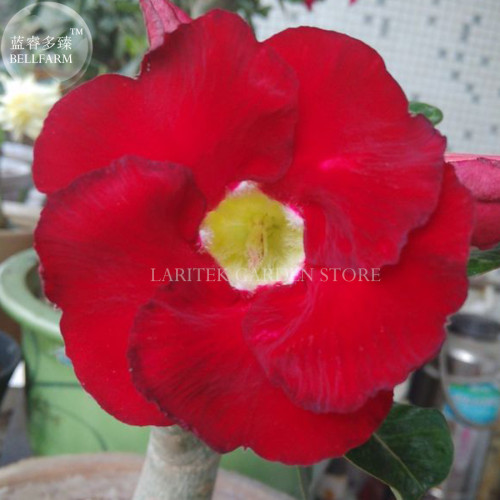 Taiwan Deep Red Adenium Desert rose, Professional Pack, 2 Seeds, single petals big blooms E4027