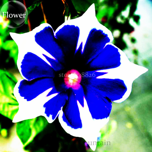Imported Japan 'Fan' Blue White Morning Glory Hybrid Seeds, Professional Pack, 30 Seeds / Pack, very beautiful flowers TS207T