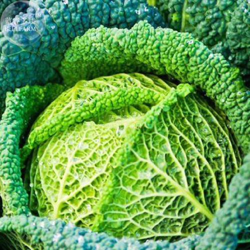 BELLFARM Savoy Cabbage Seeds, 150 seeds, professional pack, winter organic green vegetables BD132H