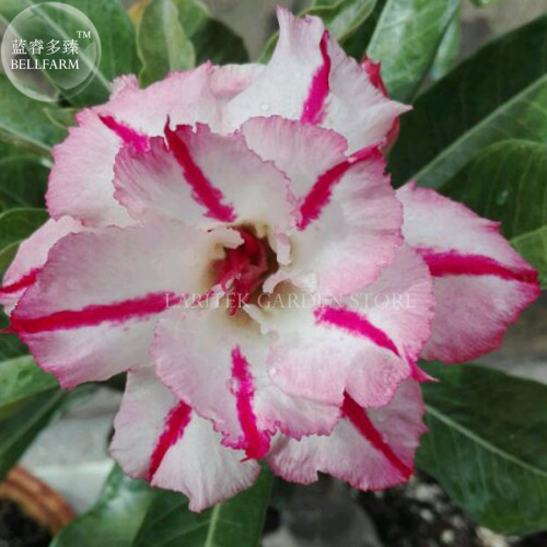 Rare 'Dragon Beard' Adenium Desert rose, Professional Pack, 2 Seeds, pink white petals with red stripe E4030