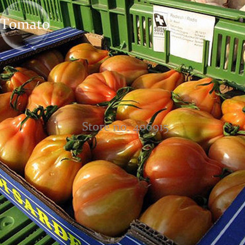 Rare Heirloom 'Foshou' Big Yellow Tomato, 100 Seeds, healthy delicious fruit vegetable E3895