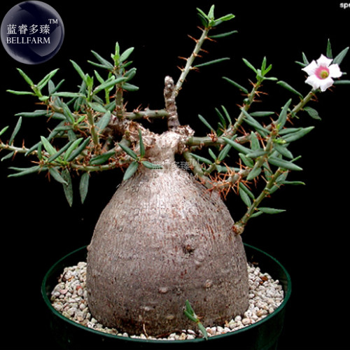 BELLFARM Pachypodium Bispinosum Succulent Sub-shrub Seeds, 2 seeds, professional pack, swollen, tuberous stem caudex bonsai