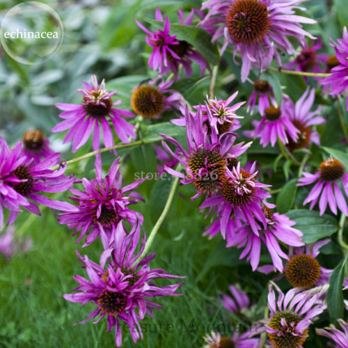 'Jiguan' Purple Echinacea Coneflower, 100 Seeds, 3-layer, purple outer petals, cluster of brown one, a layer purple center petal